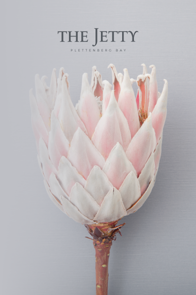 The-Jetty-Web-Protea