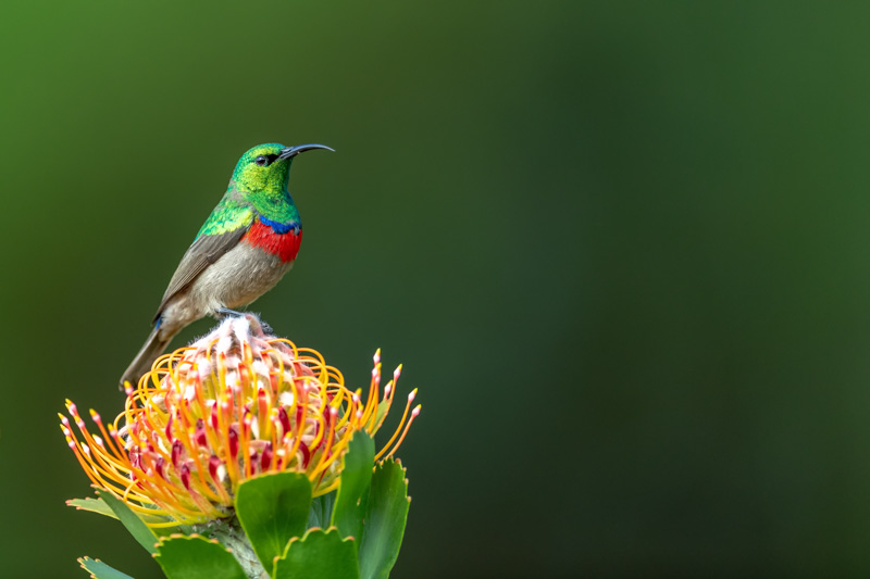 The Jetty Plettenberg Bay Birdlife The Jetty Plettenberg Bay Birdlife