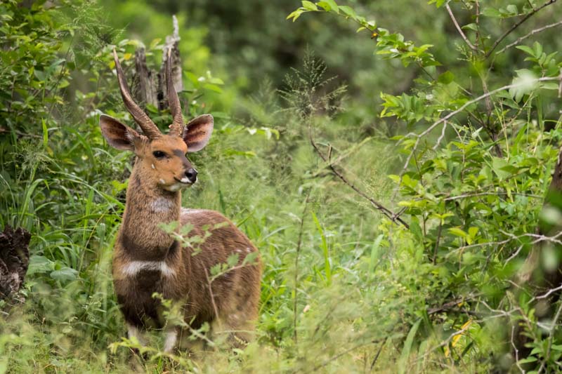 Bushbuck male antelope The Jetty Conservation area